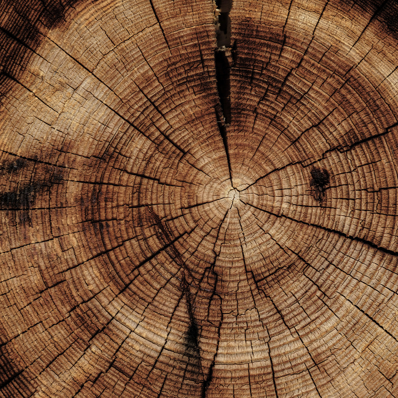 1397 Enchanted｜50ML